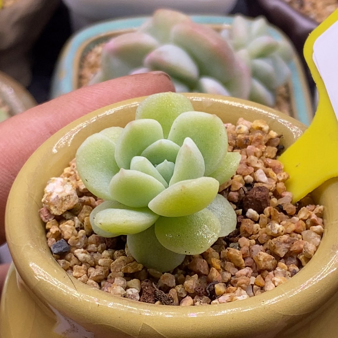 2151冰玉石化黄锦多肉植物