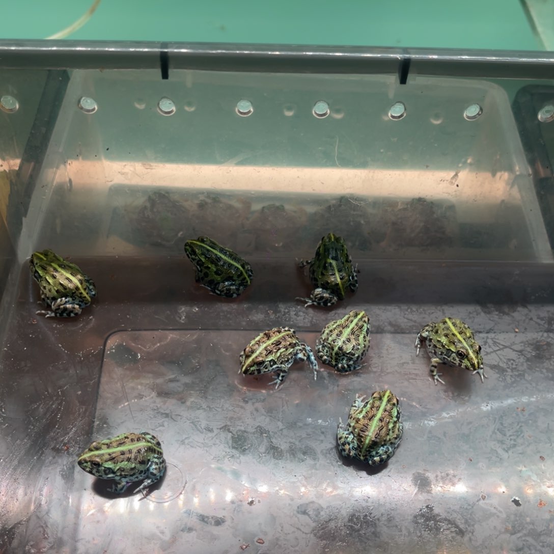 角蛙特价宠粉非牛1只