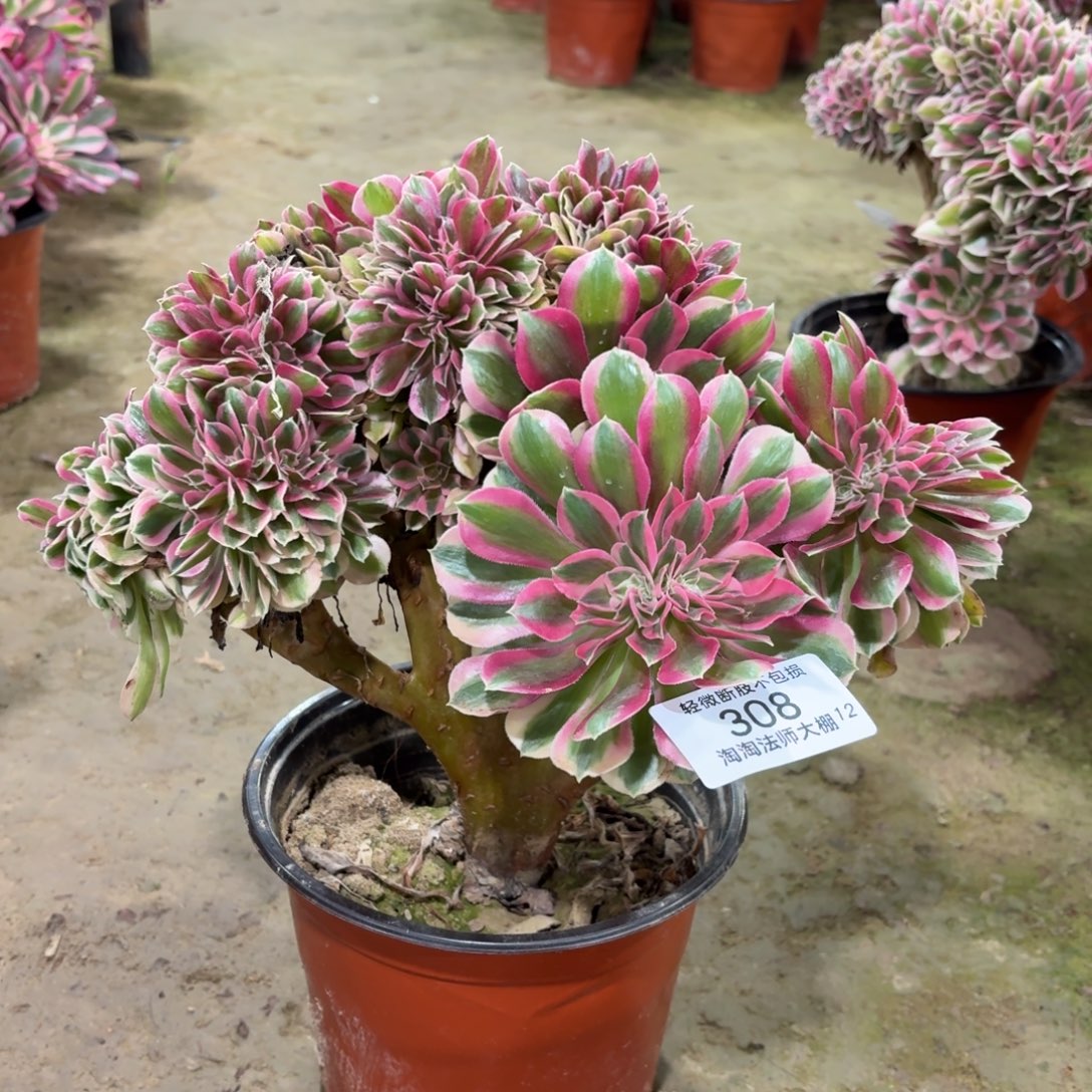 308粉女巫缀化多肉植物