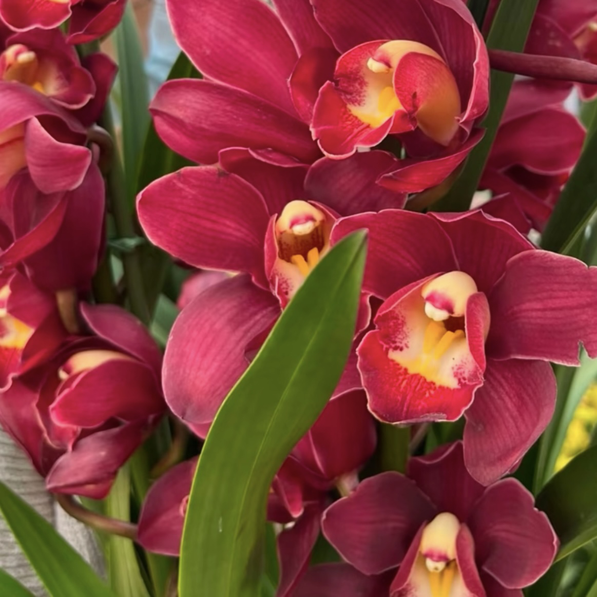 精品国兰【大红袍带3-4支花剑】室内高端兰花年宵花浓香花期长