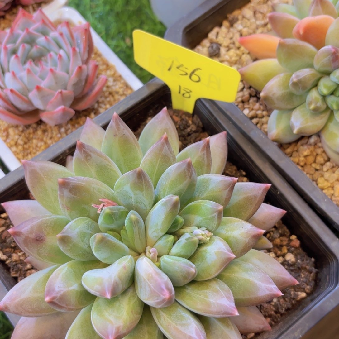 小*我的小可爱们都好可爱