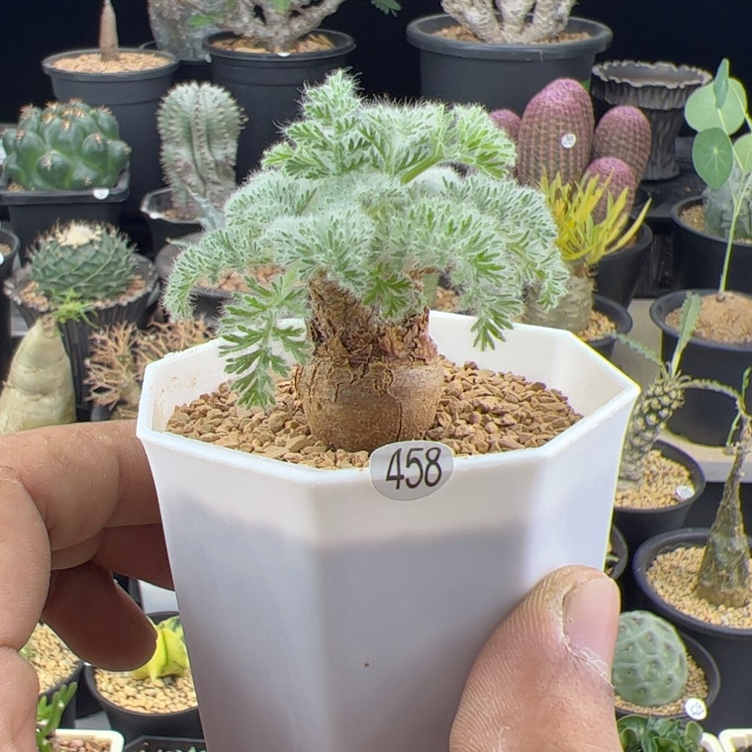 羽叶洋葵一物一拍