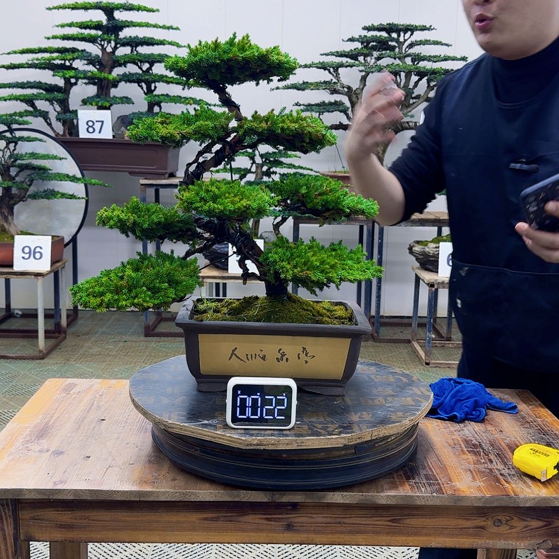 无花朵柏树造型盆景