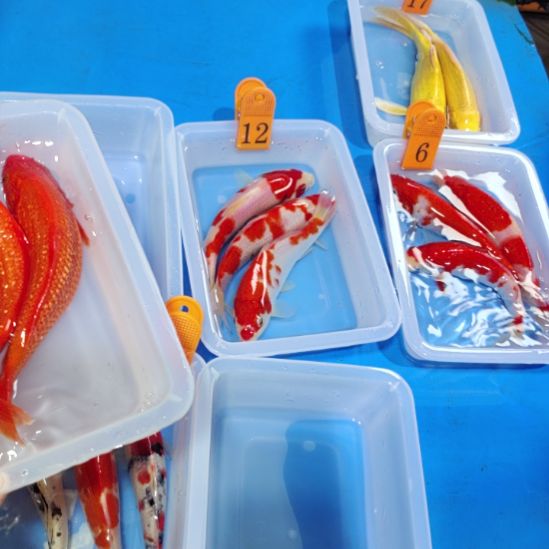 海水鱼红白锦鲤包邮