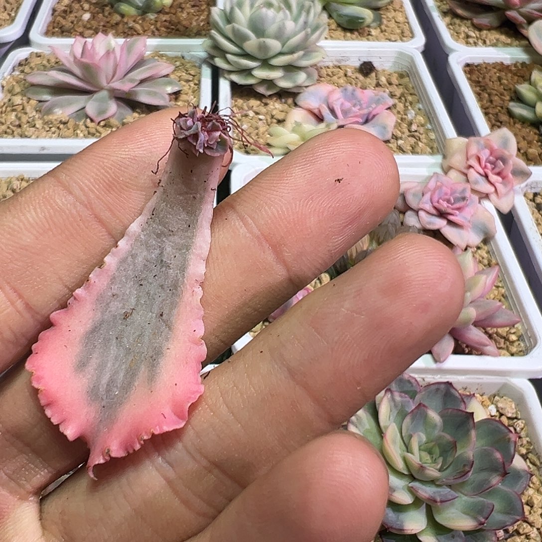 谁***谁晚霞之舞锦多肉植物叶片