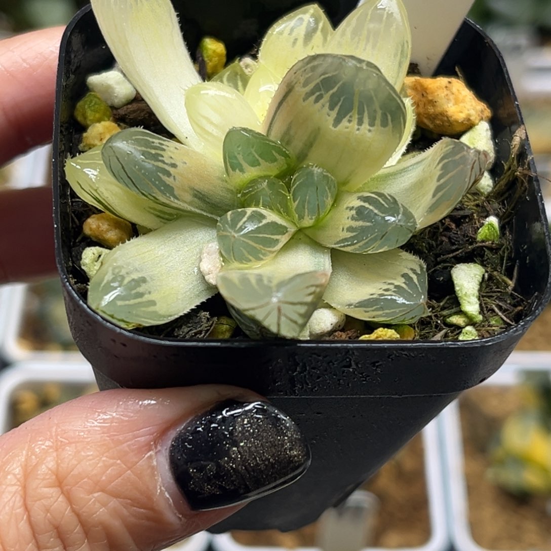 21糊斑龙爪玉露锦福利专场