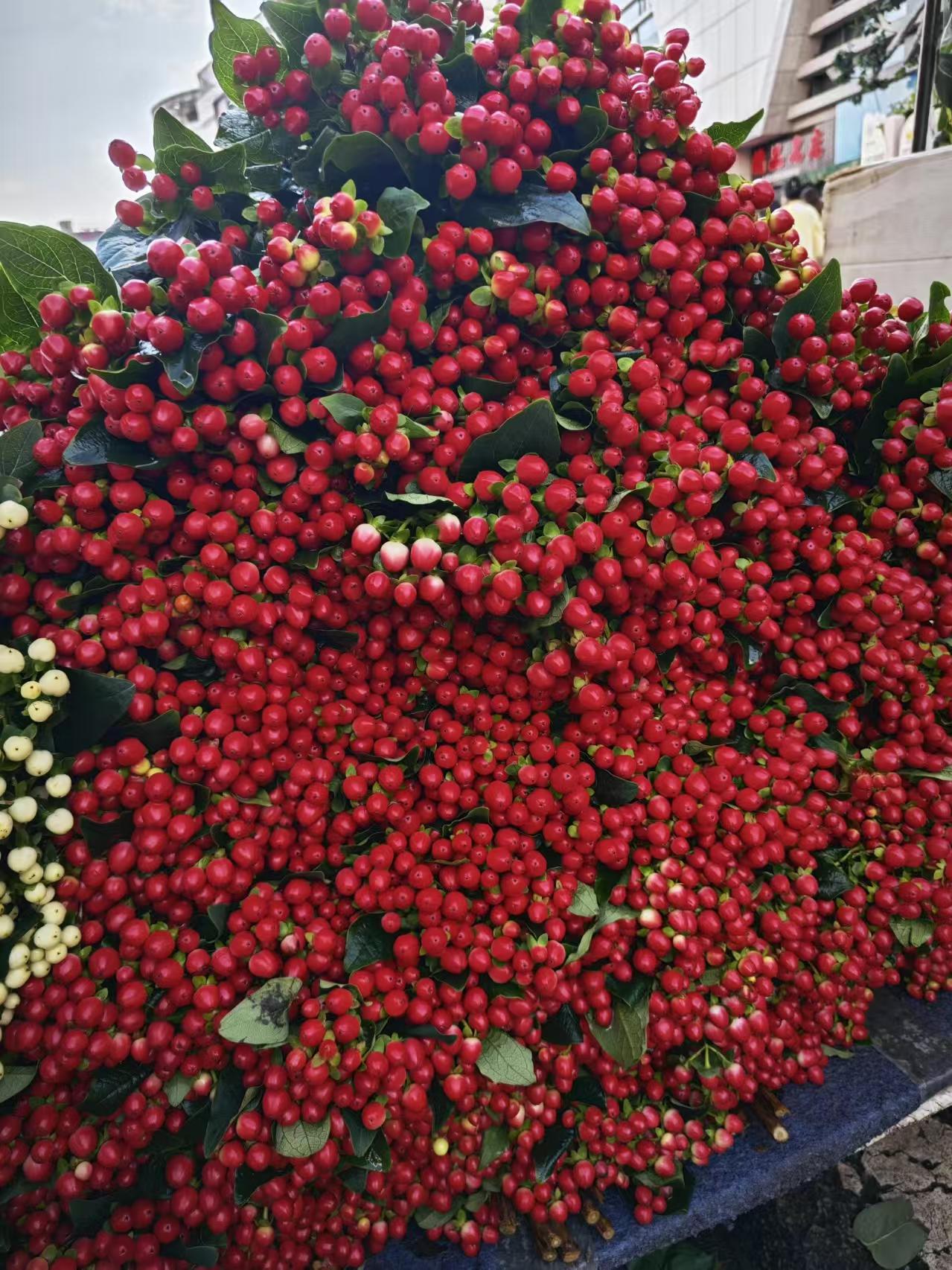 【相思红豆】基地直发鲜花相思豆花束家庭插花新鲜水样深水醒花养护