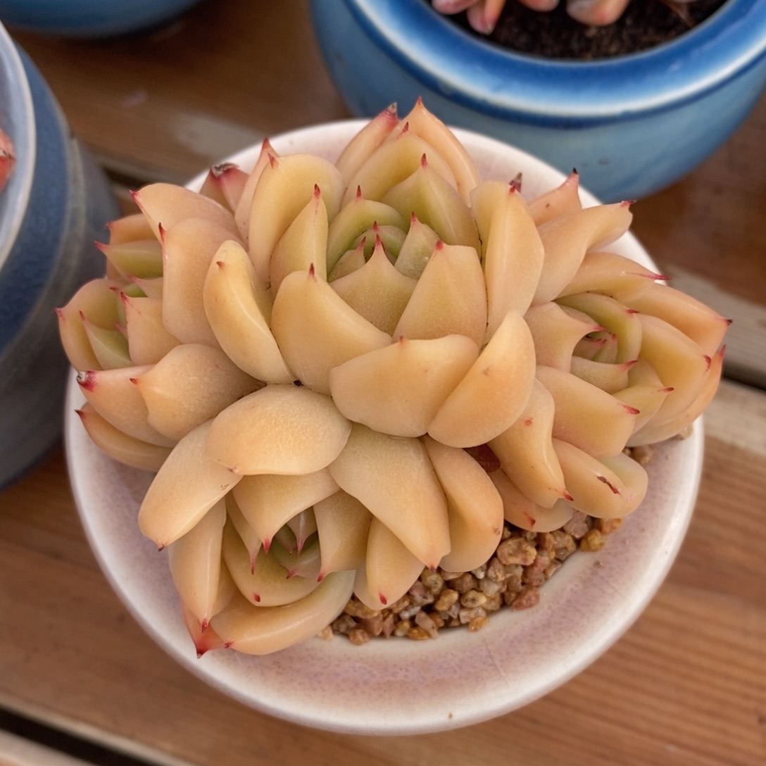 一物一拍精品多肉_1