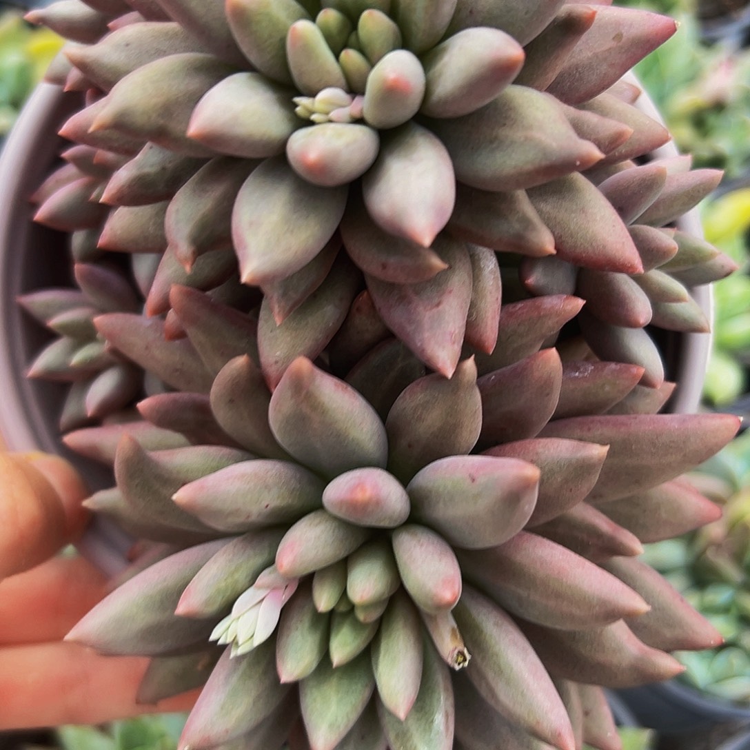 桔云多肉美人精品系列