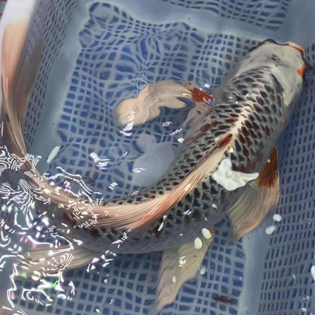 锦鲤冷水锦鲤包邮