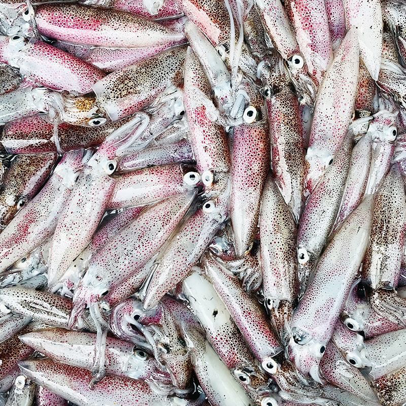 码头直发新鲜上岸/鱿鱼/笔管鱿鱼 顺丰京东冷链712