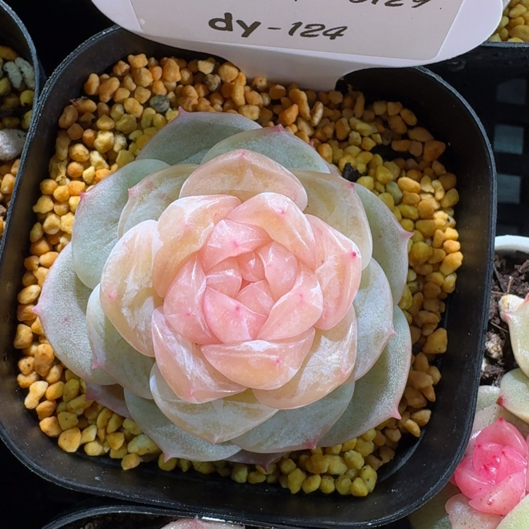 0129-0124-粉心单头