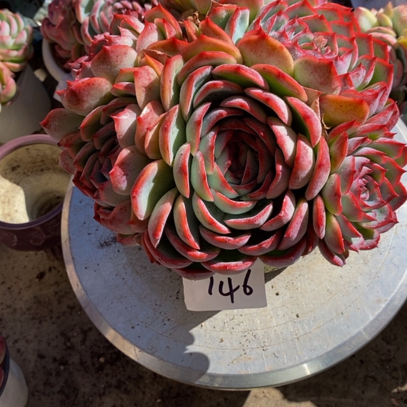 【闪购商品】执**?多肉植物