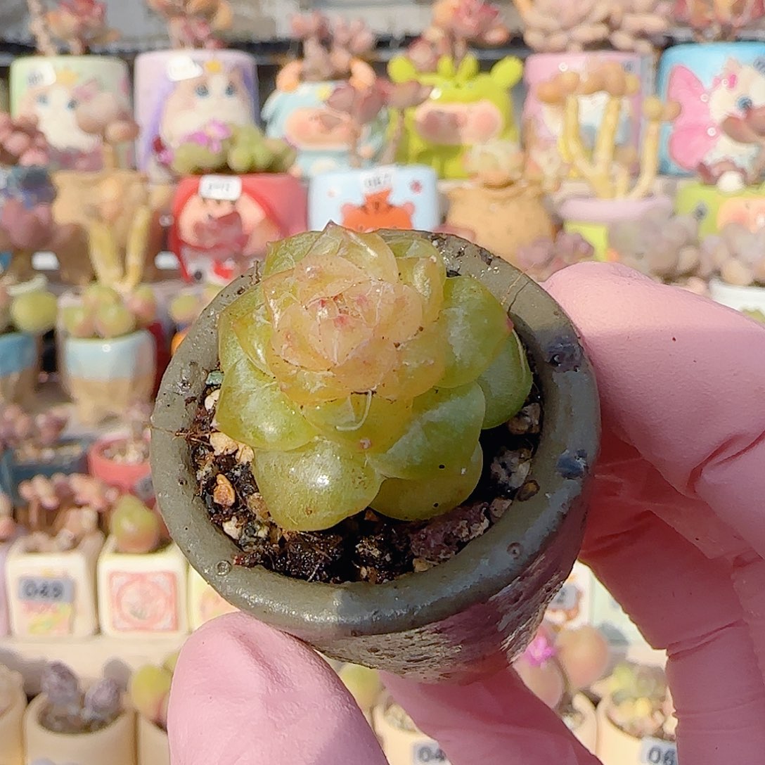 小糖心   盆口3cm 