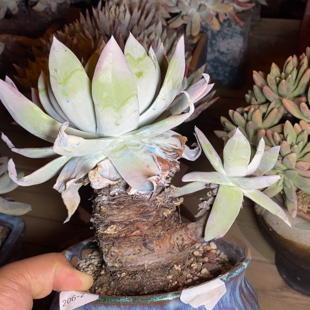 2号赛琳娜粗腿福利啦