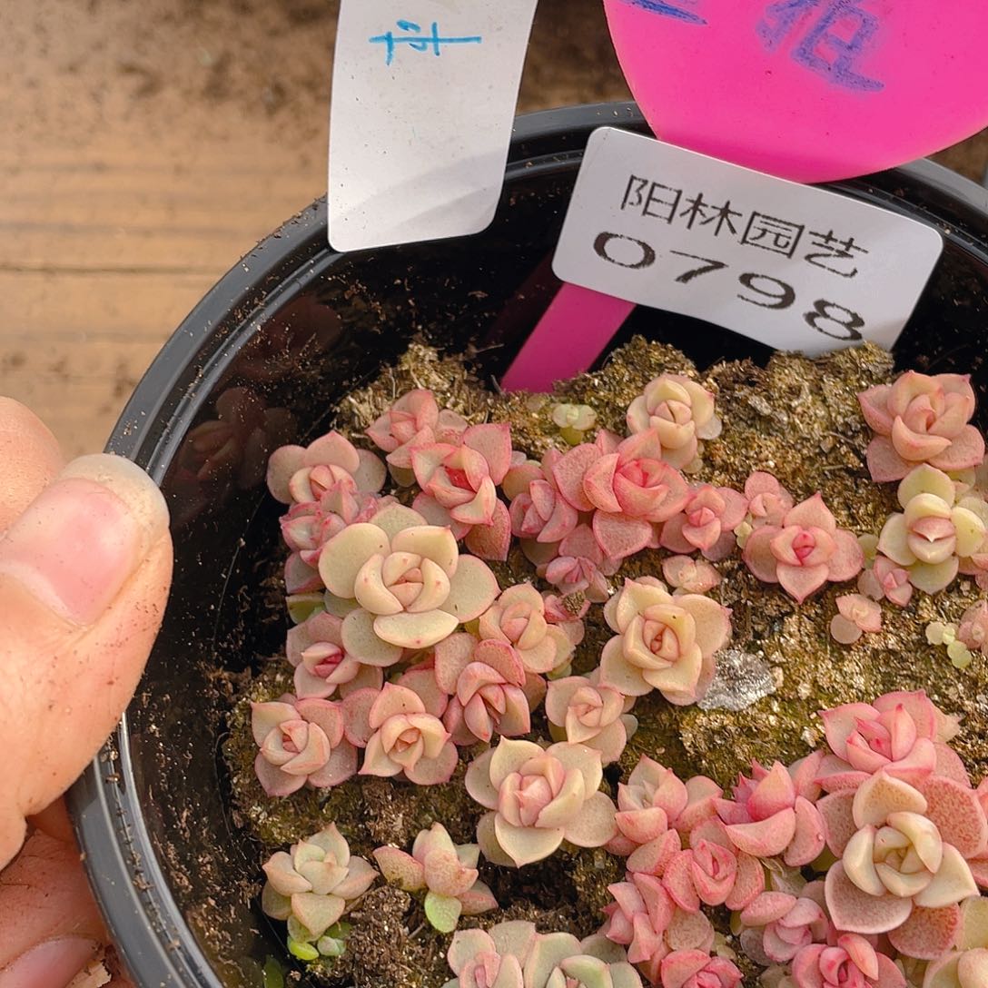 量拍多肉植物多肉植物798