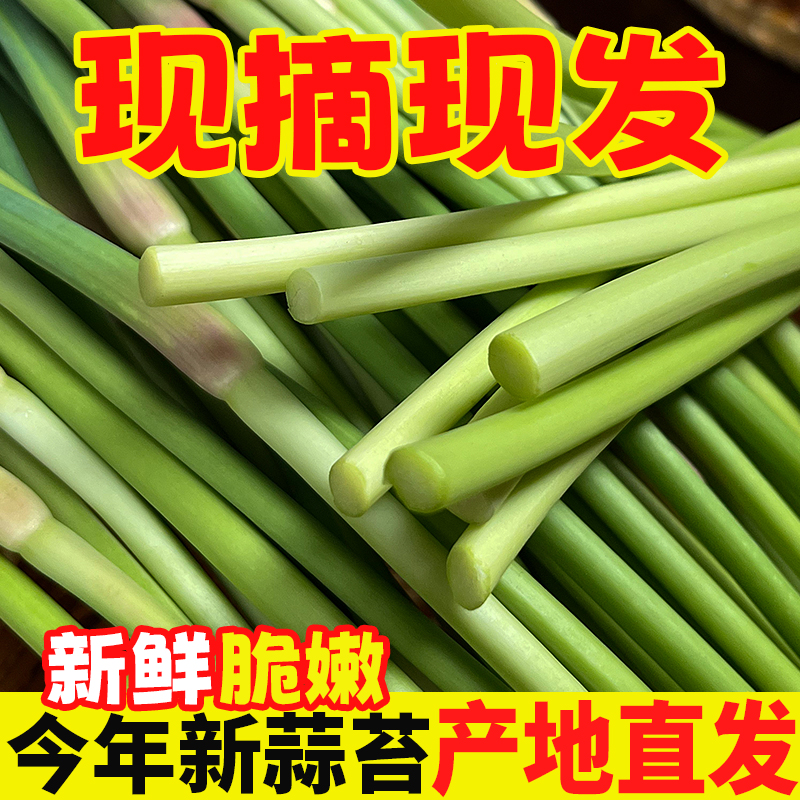 5斤农家自种红帽蒜苔现摘现发不泡药不打保鲜剂新鲜脆嫩蒜薹3斤