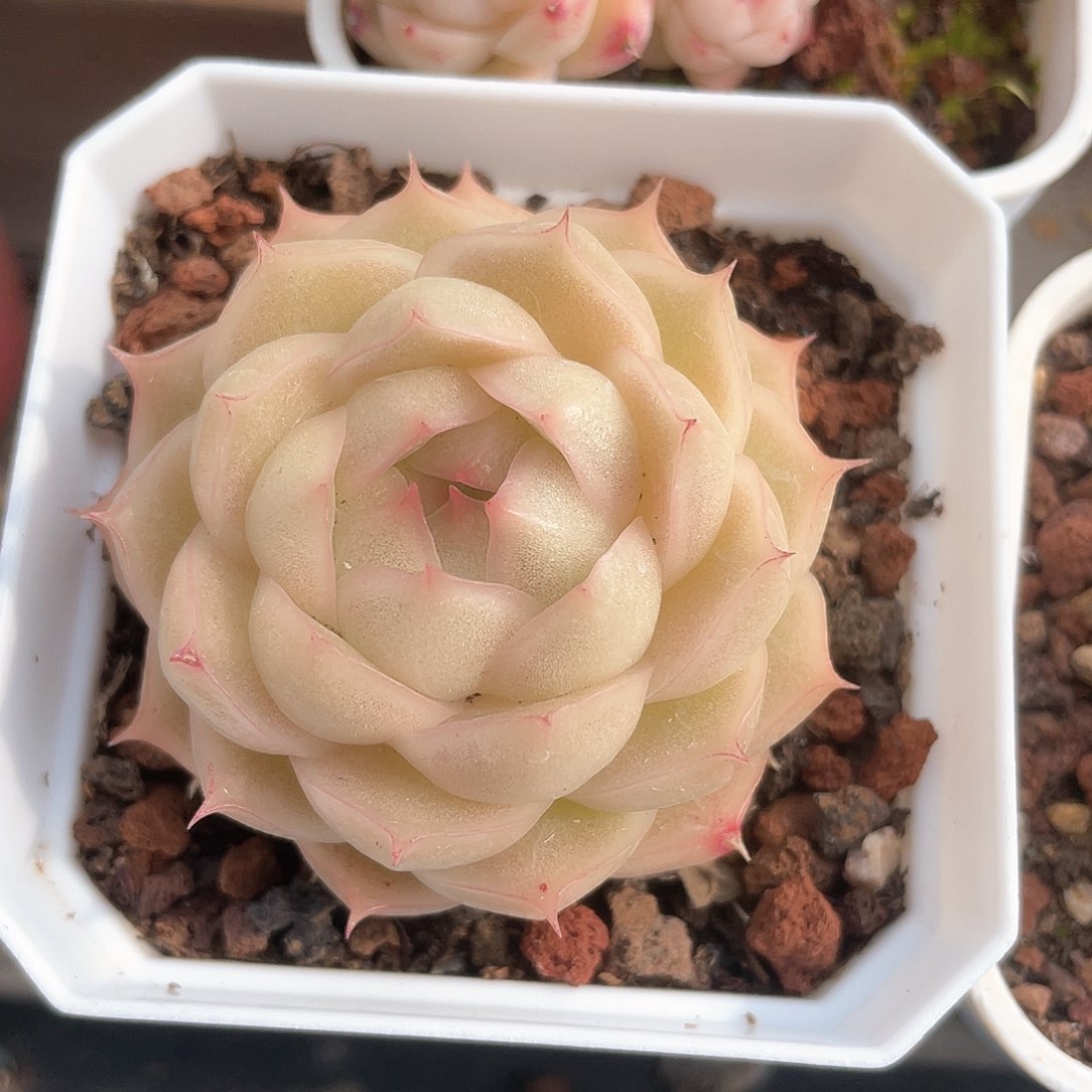 优选麦秆福利8904