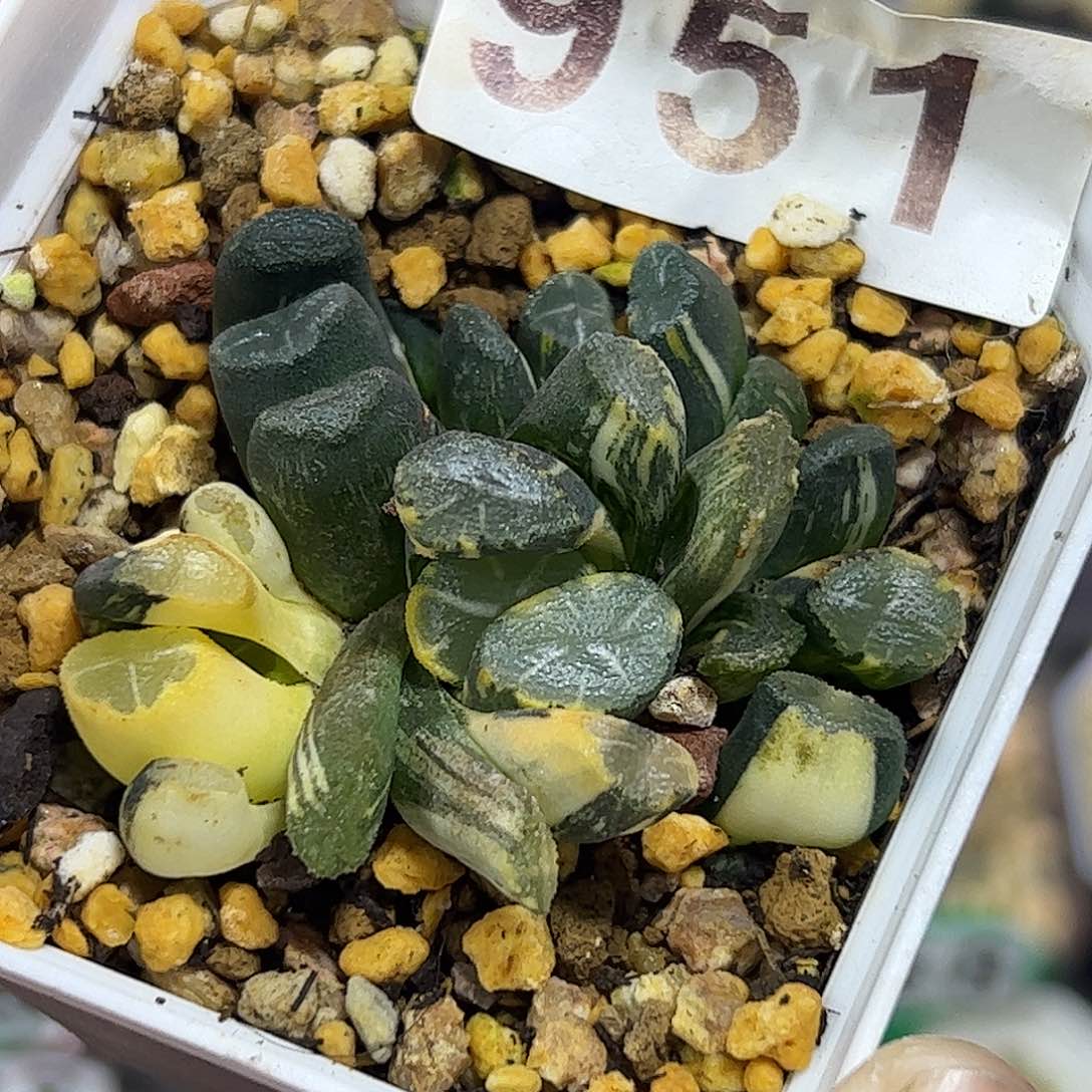 Om锦万象锦十二卷多肉植物