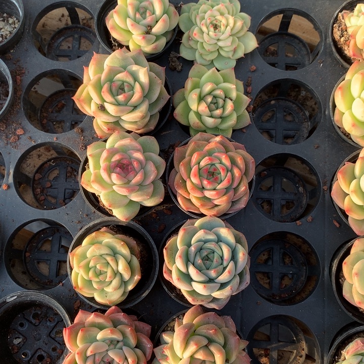 福利组合多肉植物