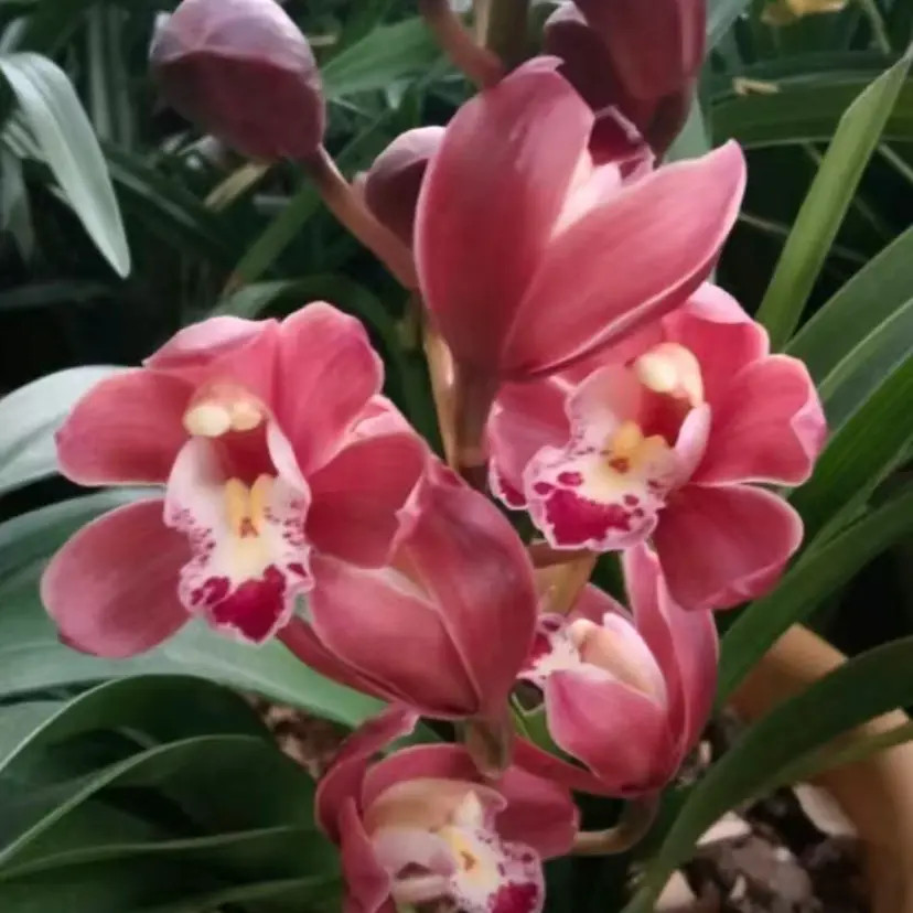 【带花苞5-8枝】高端精品【红宝石】浓香型兰花室内好养花卉开花植物