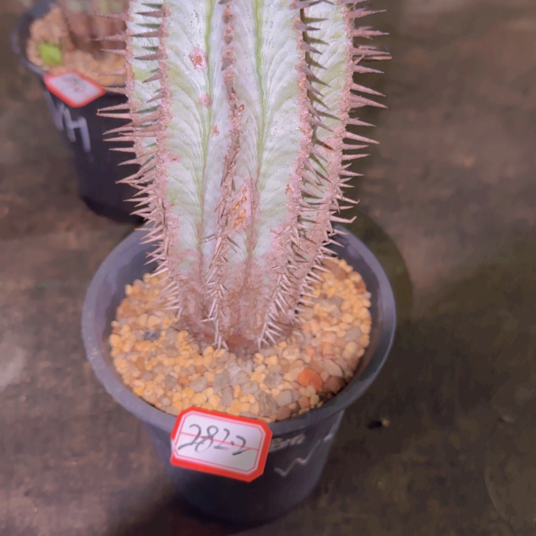 咸*吉块根植物块茎植物