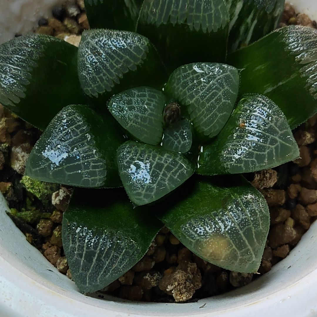 实生丸叶克少锦 7厘米左右一物一拍带盆