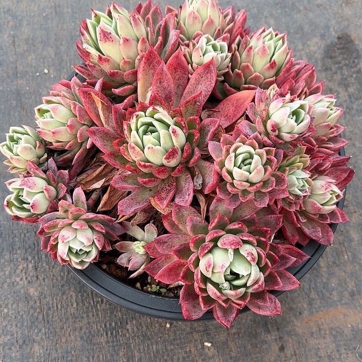 多肉植物，红女巫