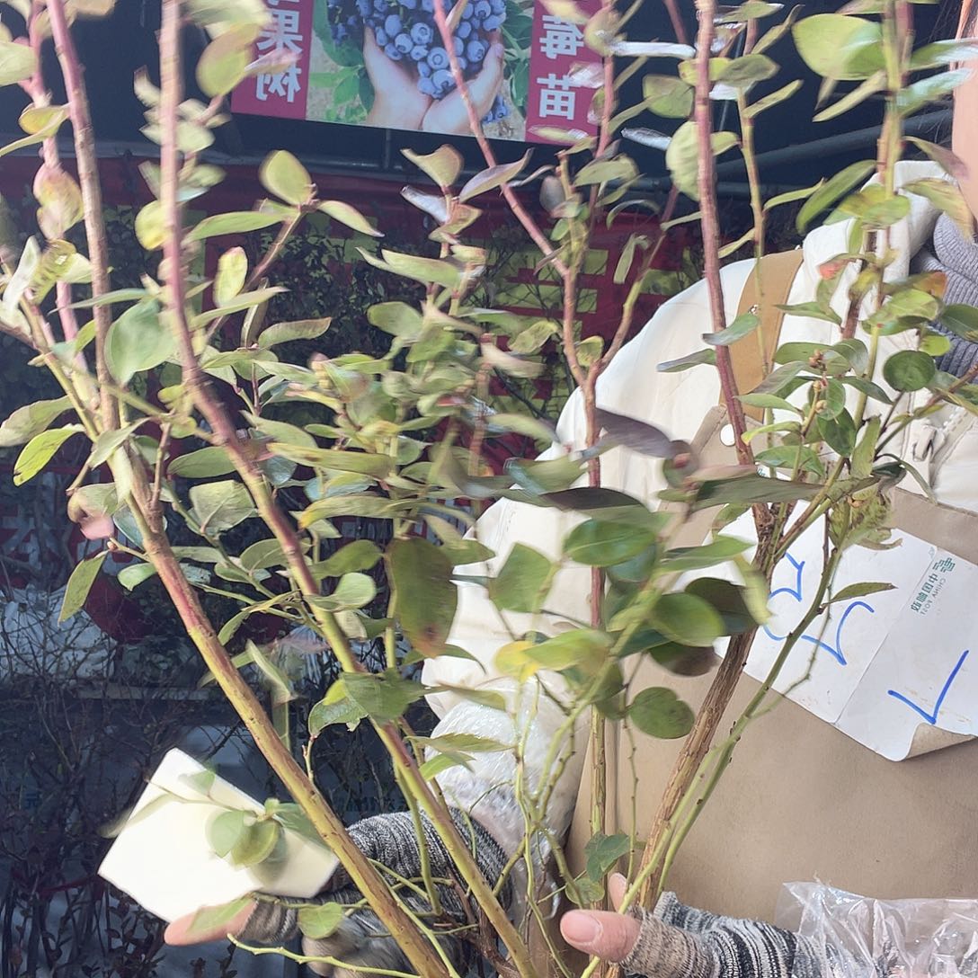 完全开放大果纯甜可口蓝莓