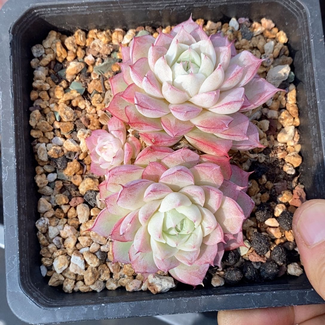 精品多肉一物一拍不包整220