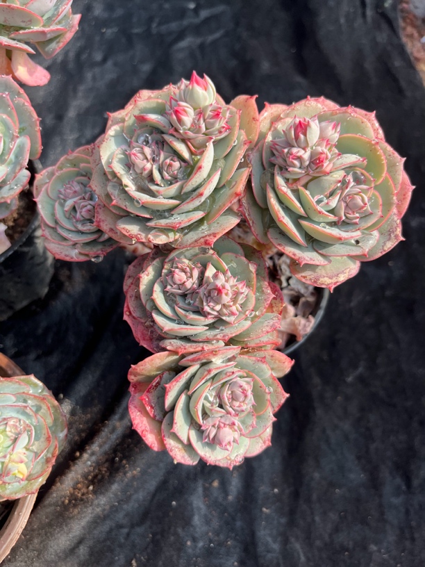 多肉克罗地亚，12公分盆，4头起发货，主头砍过一刀，脱土晾根发货。