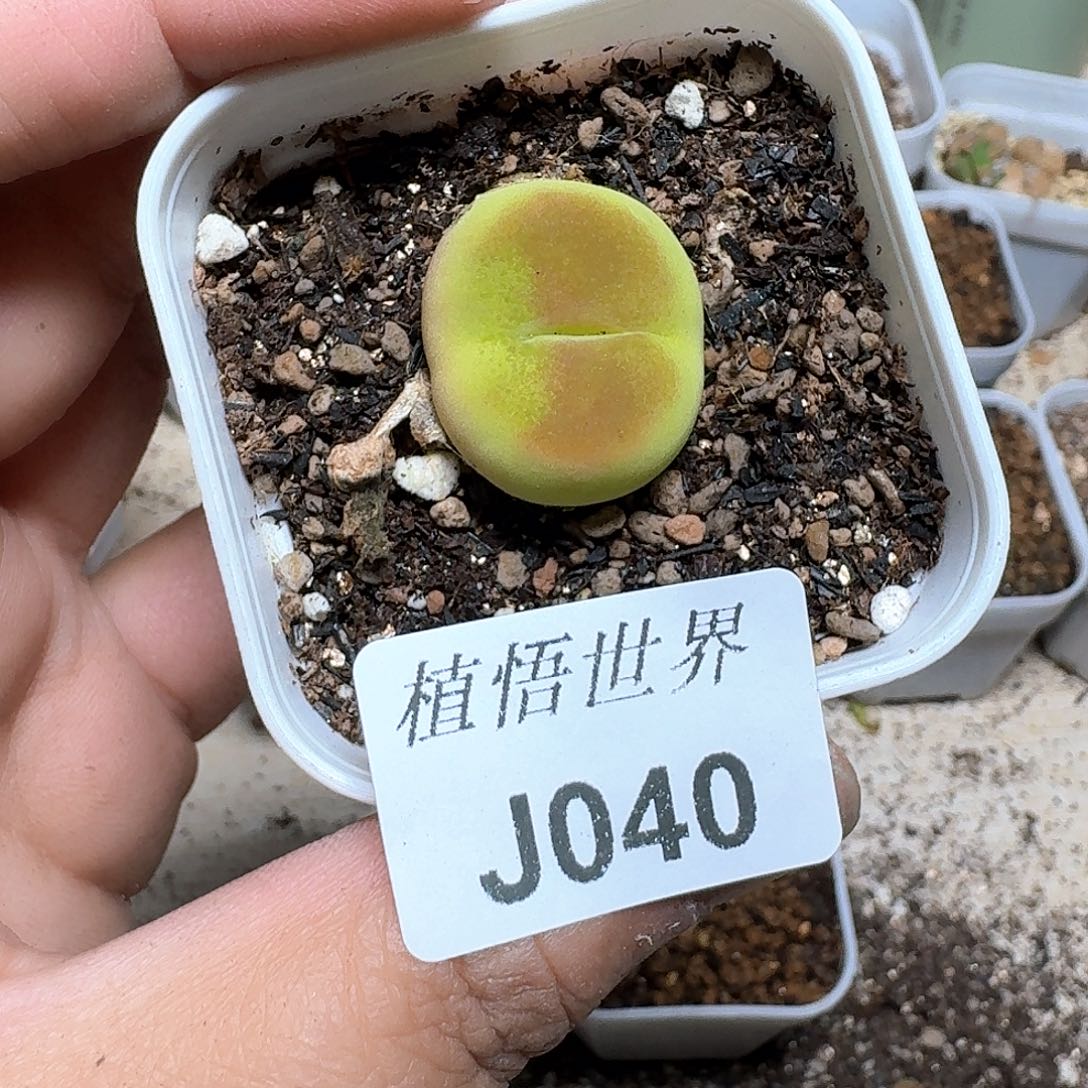 040盒多肉植物哇cv