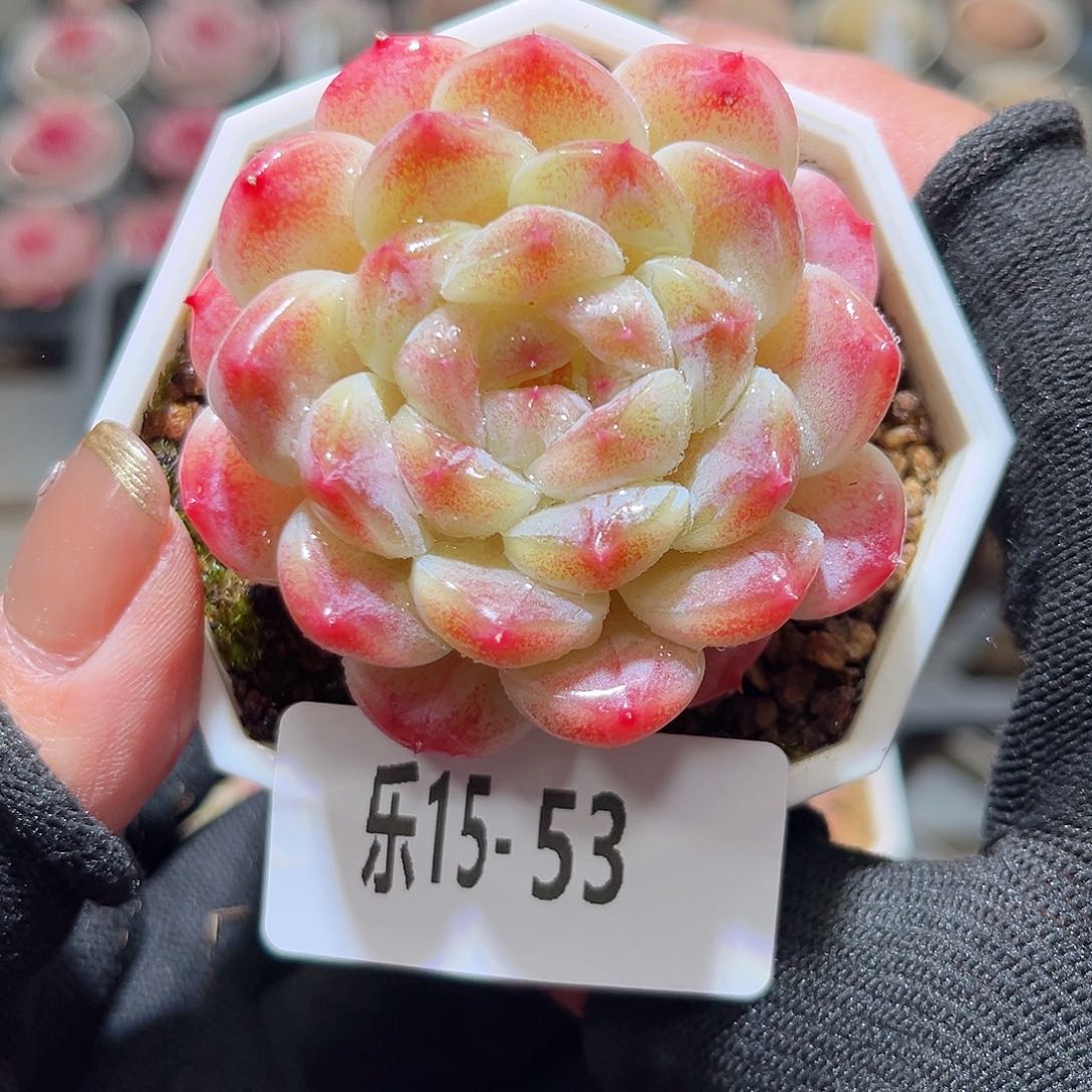 乐15-53 秘境冰魄