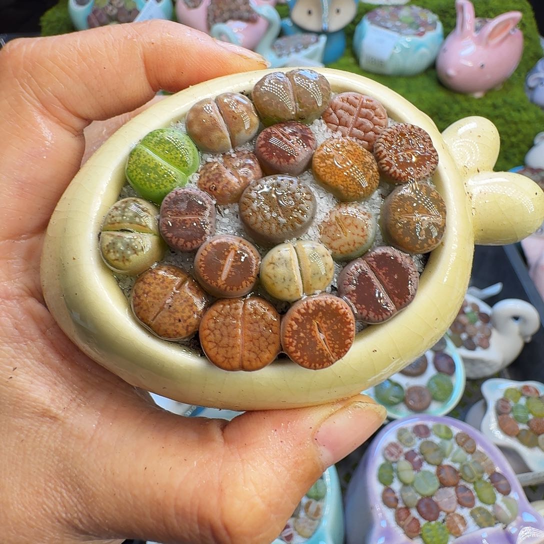 多肉植物福利冲1393