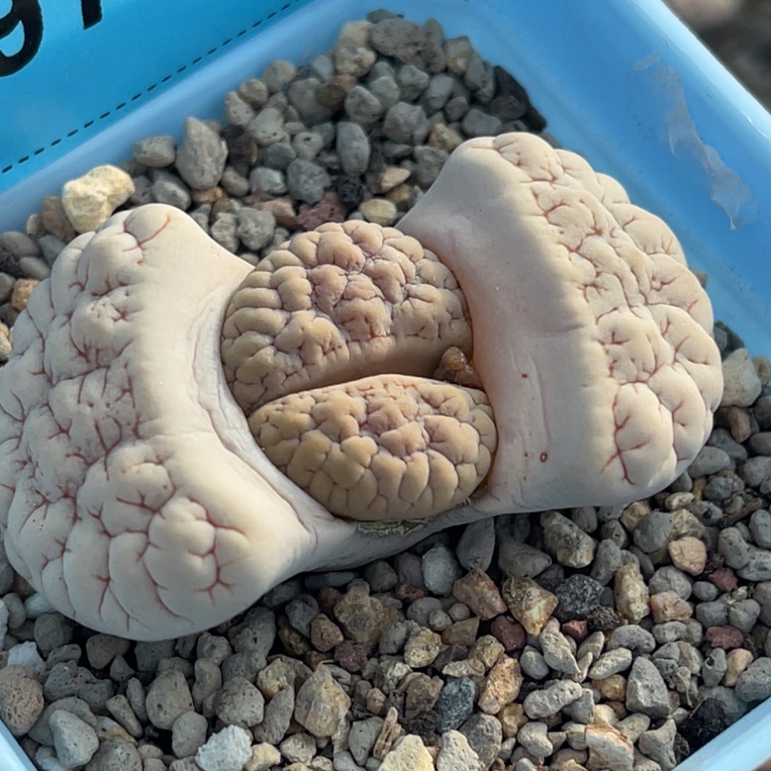 9764凹凸脑纹189一颗新头2.0