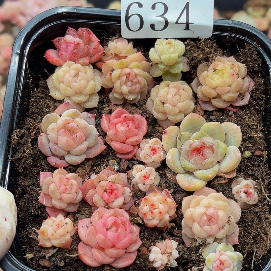 多肉植物多肉植物634