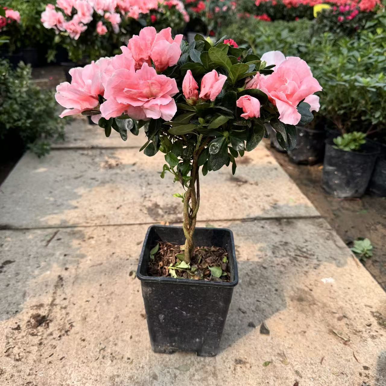 【辫子桩造型】比利时四季杜鹃花盆栽花四季开花植物客厅花卉美观