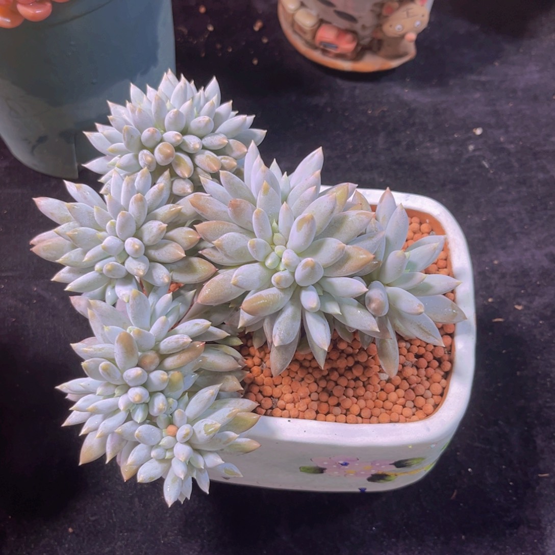 完全开放多肉植物哥特