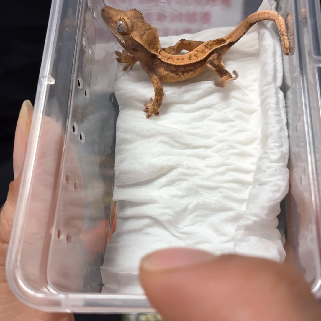 睫角守宫睫角守宫可爱入门