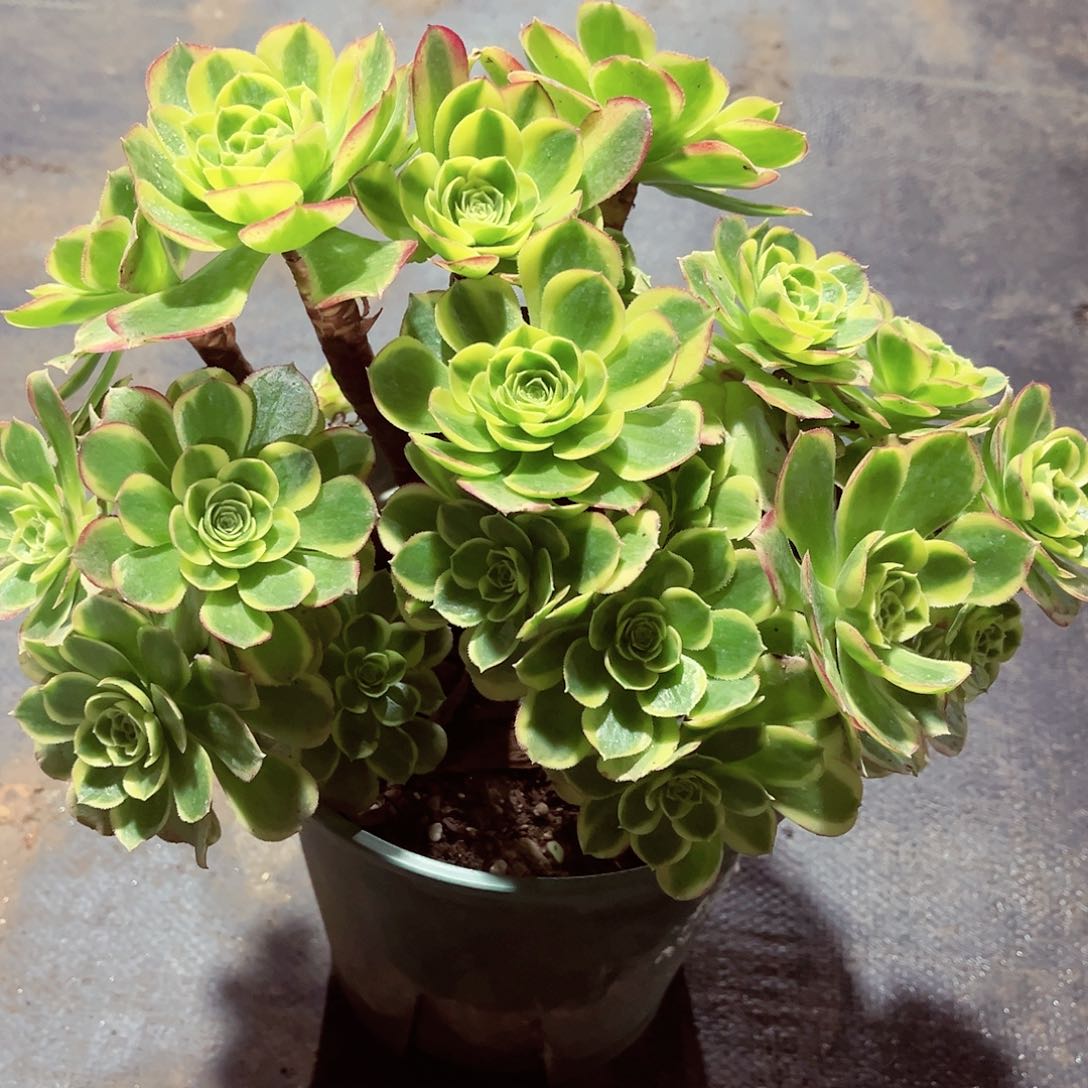 奶白锦朵朵缀化漂亮