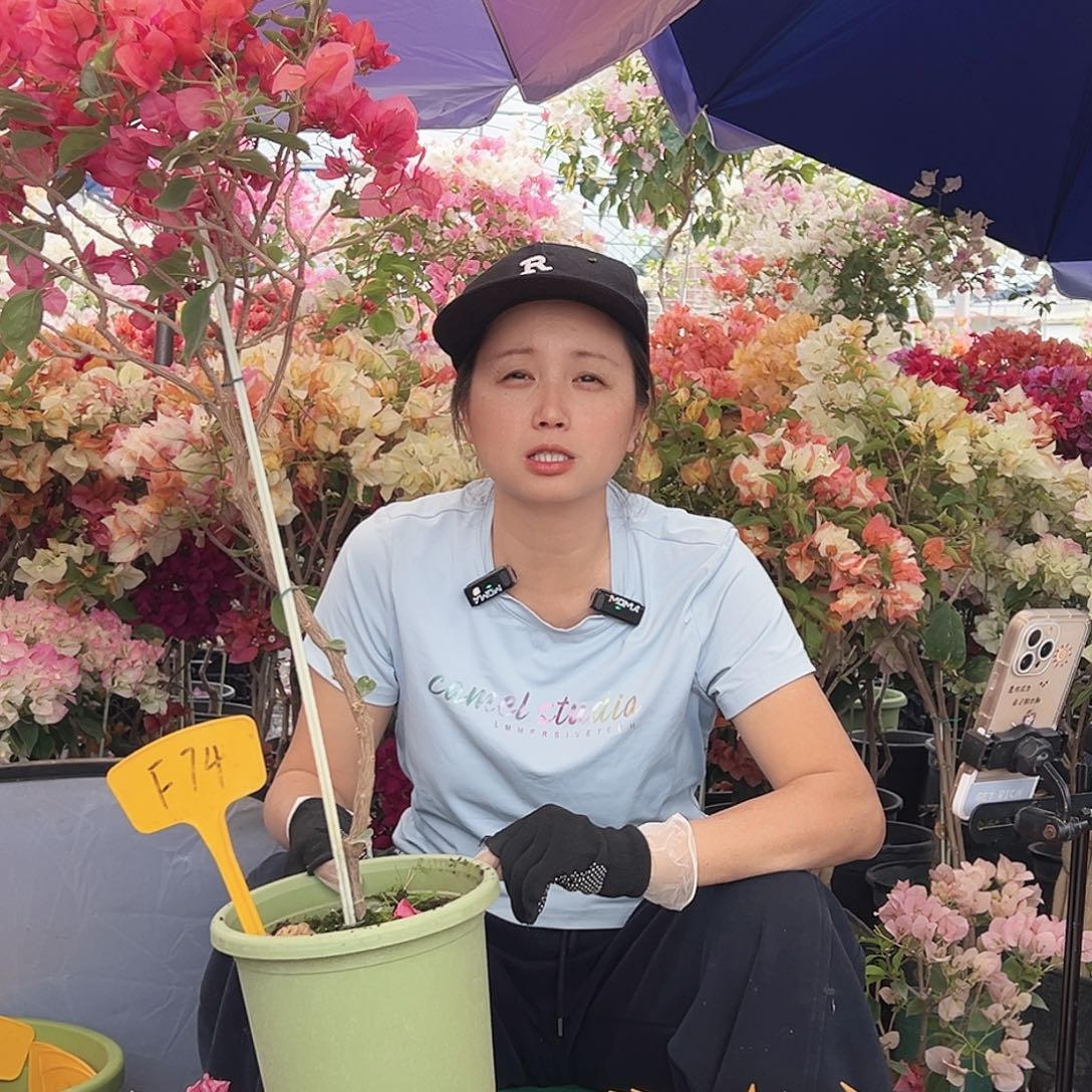 盘***盘大部分花苞少量开放F74不甜西瓜