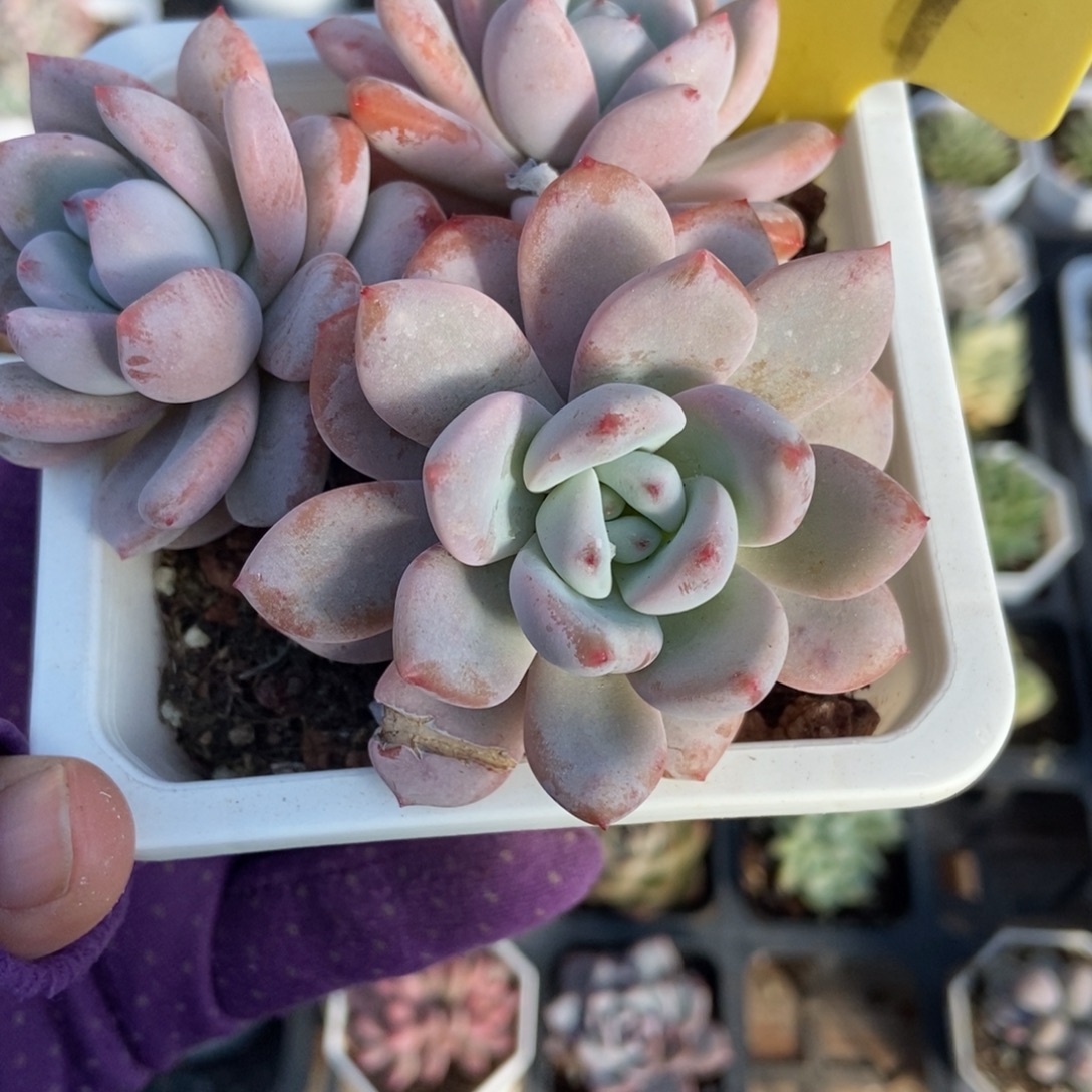 6109星星雪多肉植物