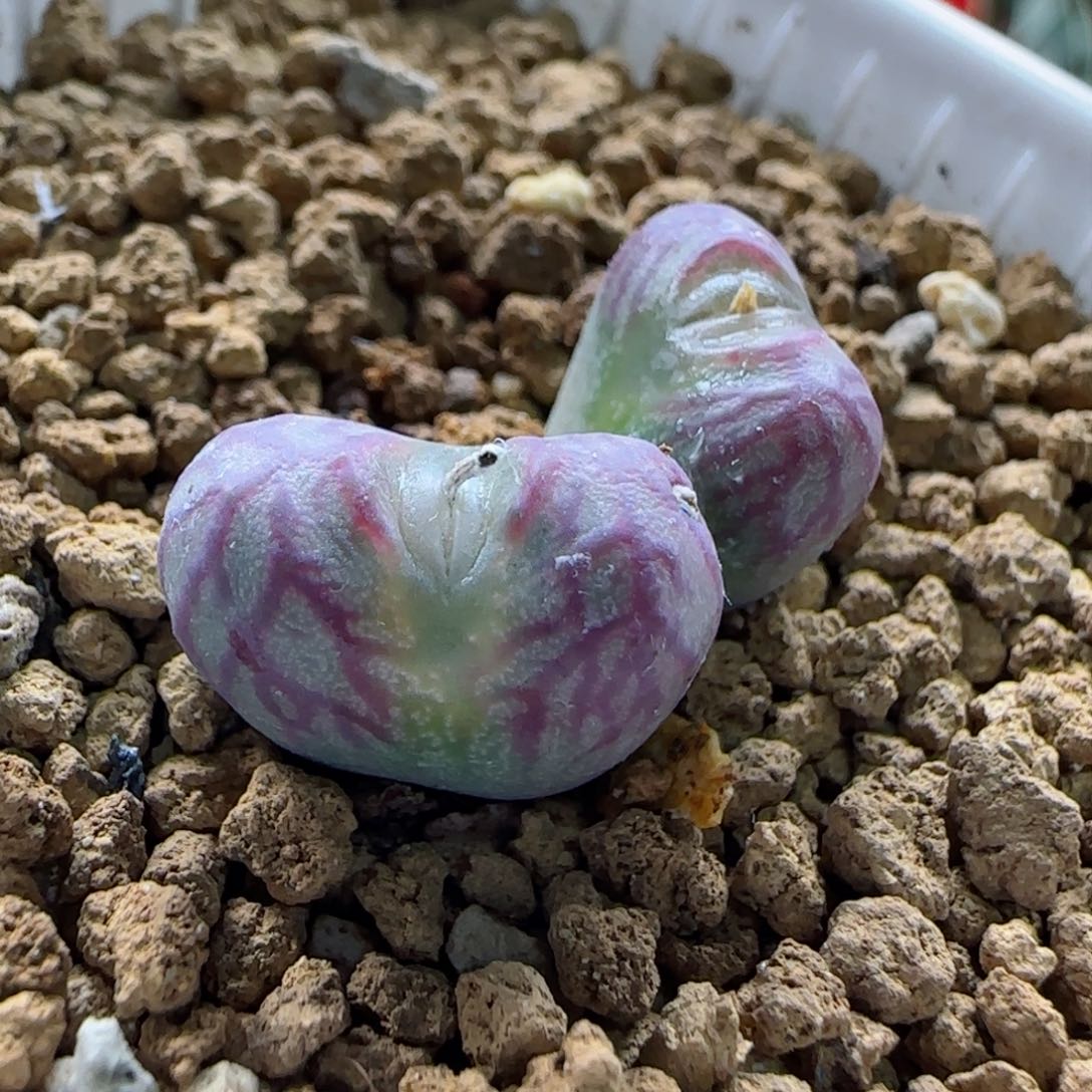 1-31-2-5新年福利8.8折mf3尺寸1.5cm脱土