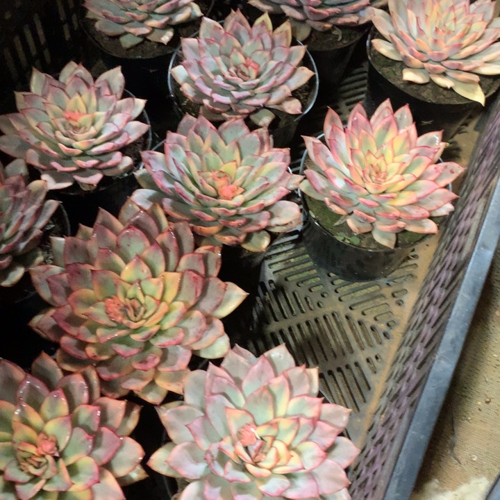 月光女神锦多肉植物两单包邮