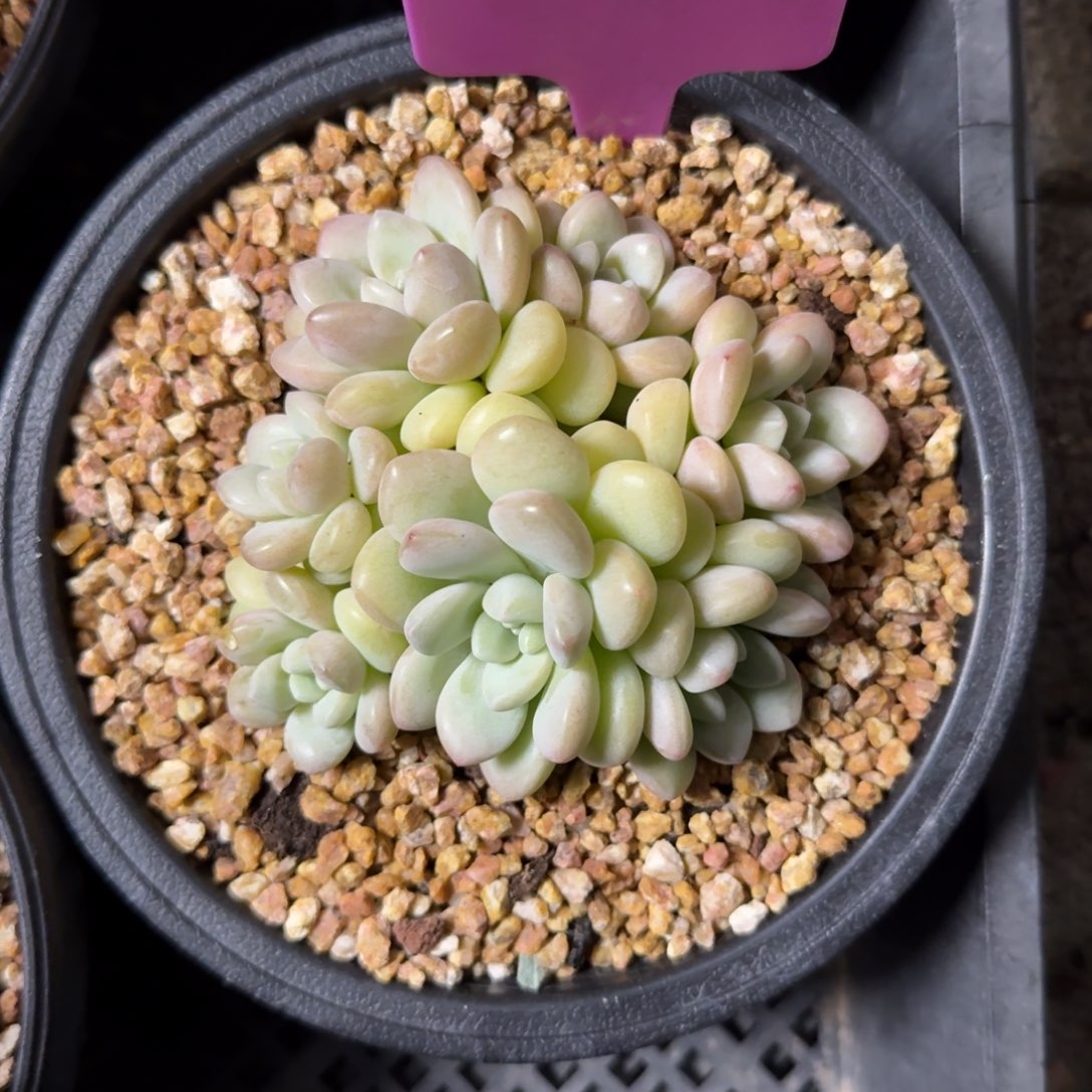 泡泡糖22222222222222222