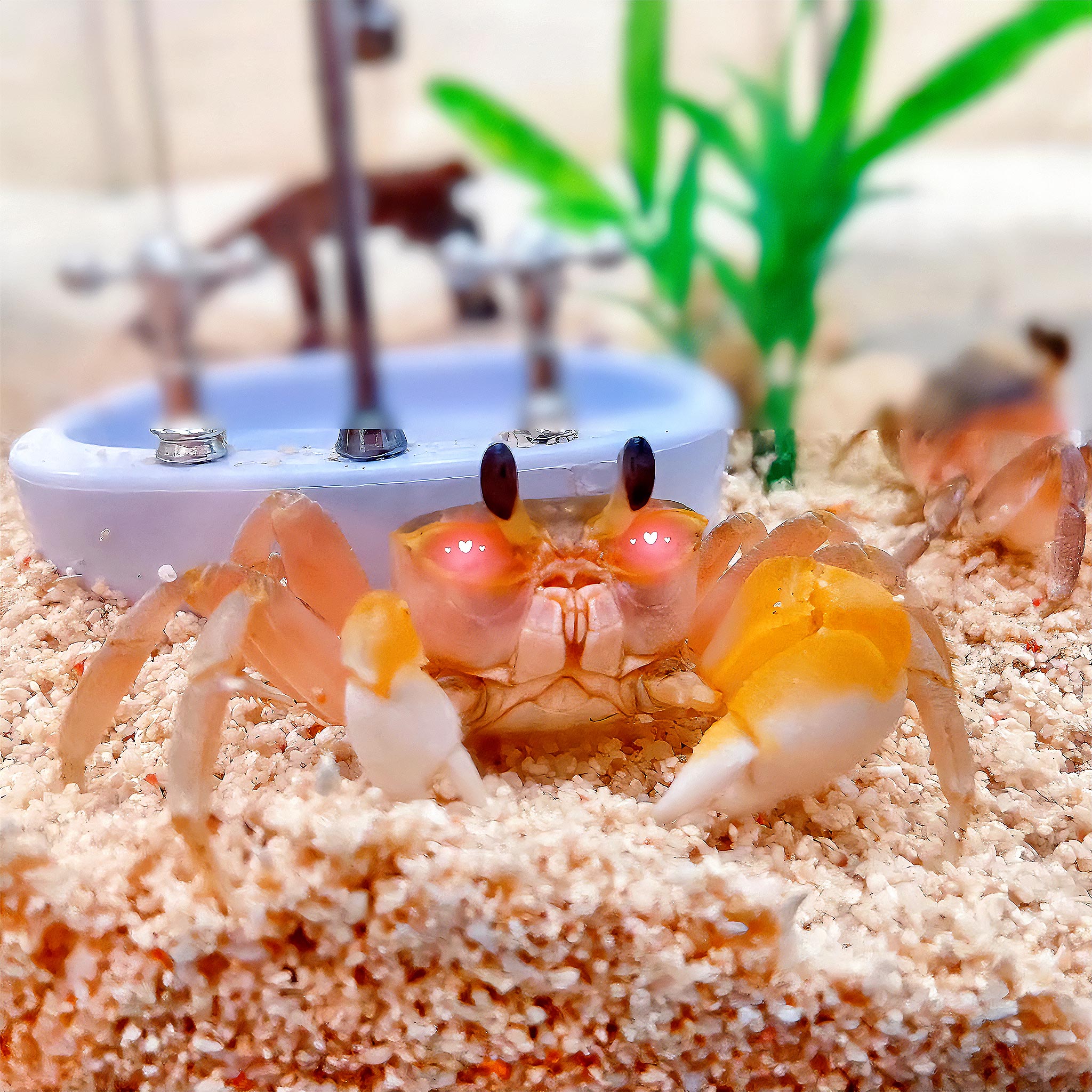 【大眼萌精选】大眼萌懒人宠物桌面造景新手好养