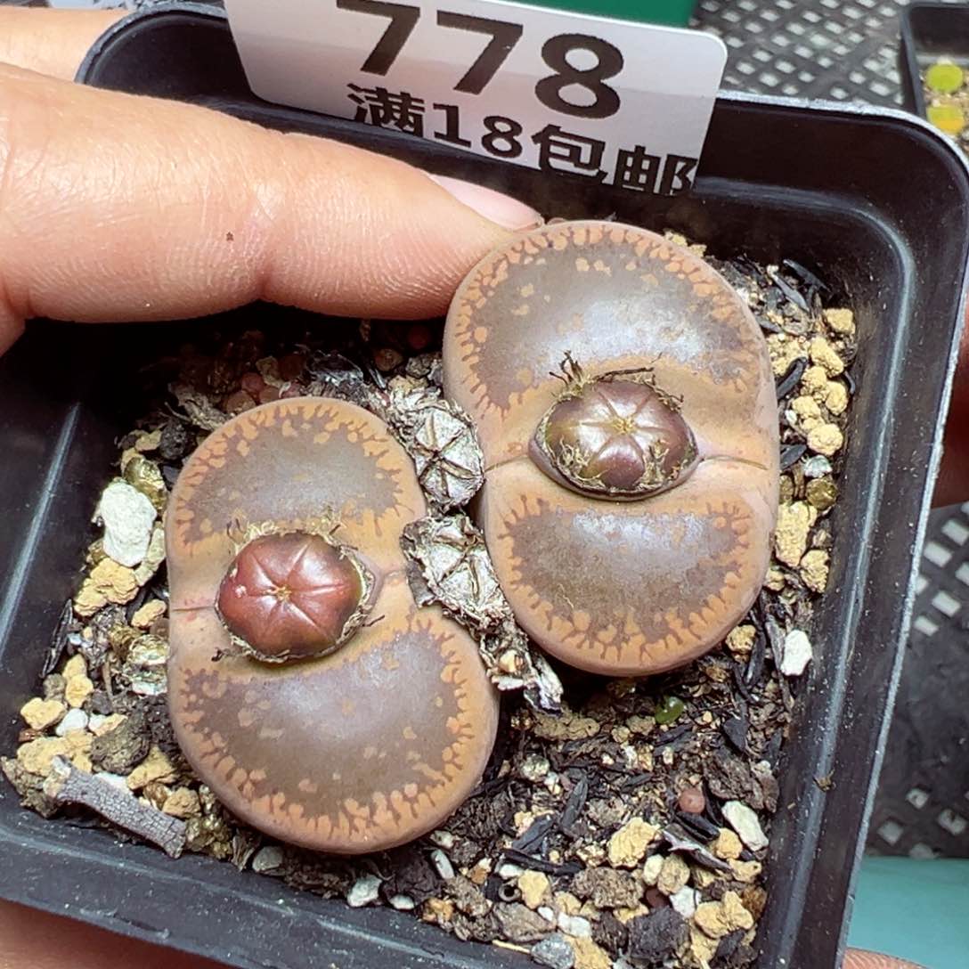 【闪购商品】778……