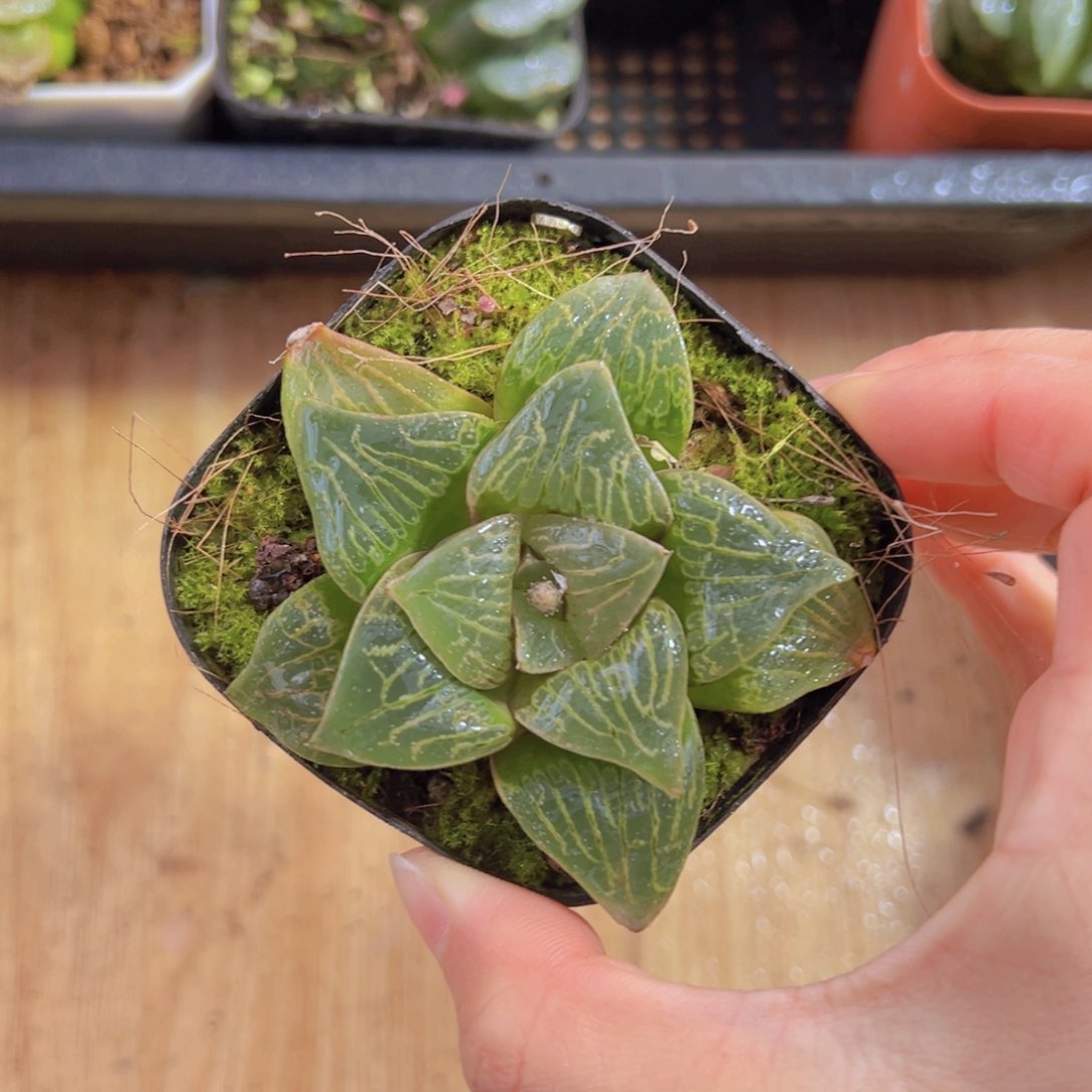 康克寿多肉多肉多肉一颗