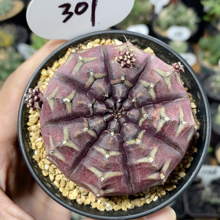 307号紫皮梦想6.8cm