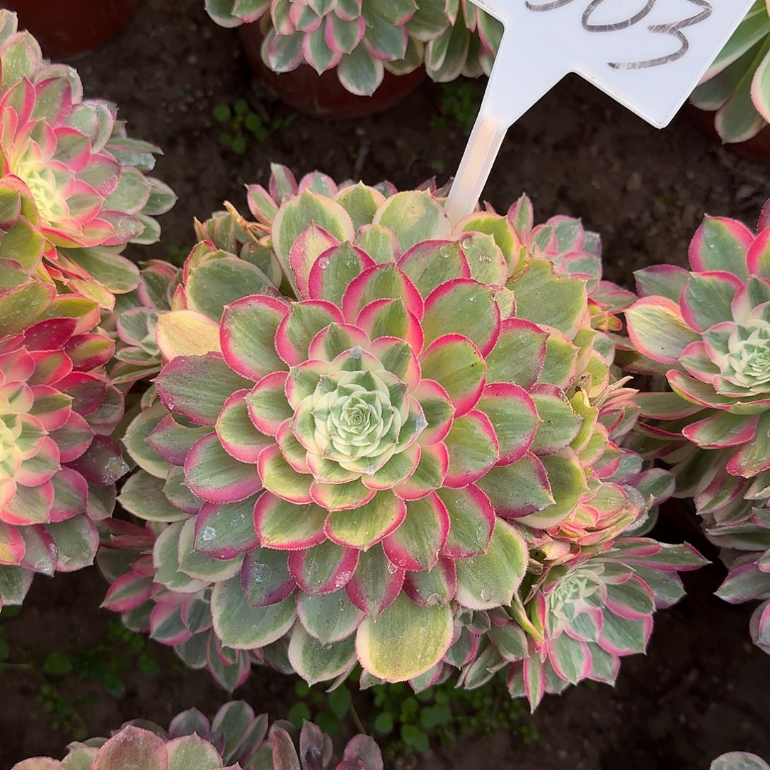 4503孔雀凌多肉法师多肉